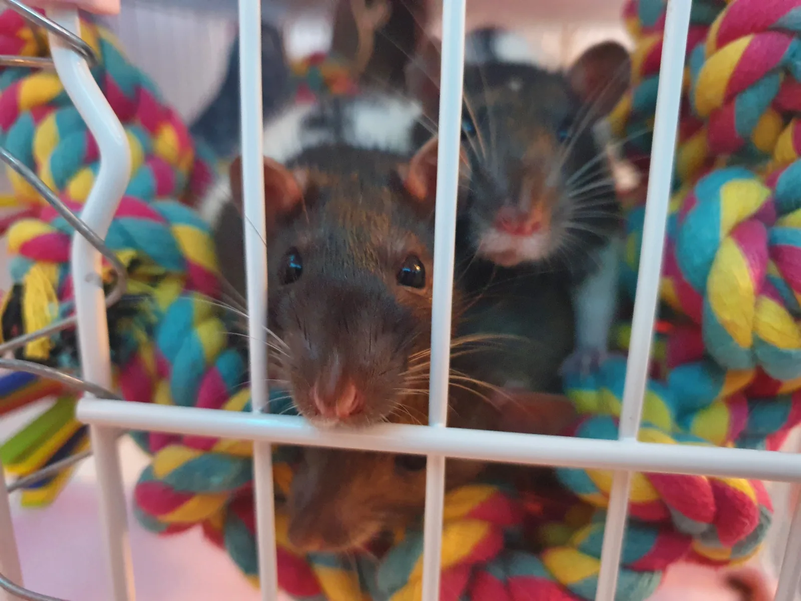 Two curious pet rats