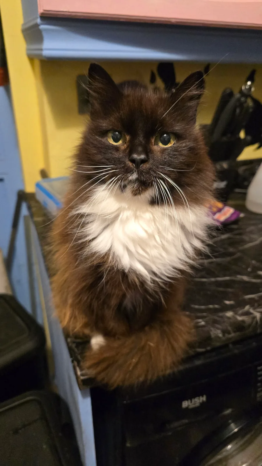 A long-haired cat during a visit