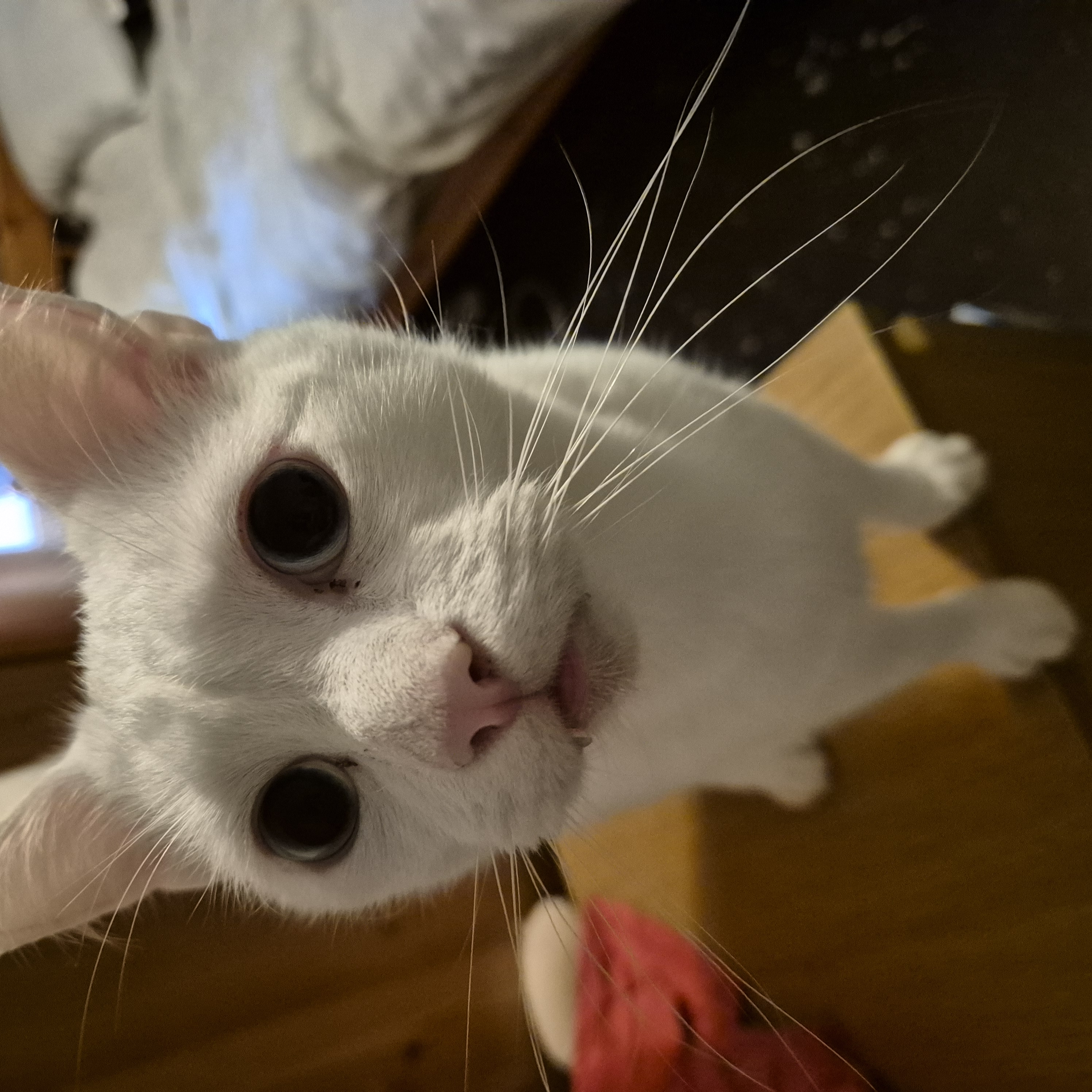 A close-up photo of a curious white cat looking directly into the camera